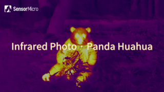Foto Inframerah Panda Huahua Diambil oleh SensorMicro Inframerah Kamera Inti