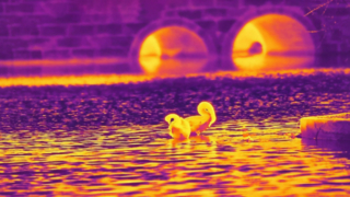 Angsa Inframerah - Diambil dengan Modul Kamera Inframerah 640x512/12µm #shorts #infrared #thermalimaging